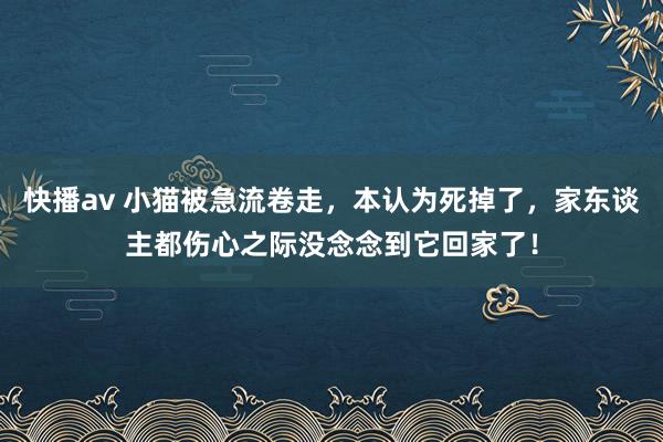 快播av 小猫被急流卷走，本认为死掉了，家东谈主都伤心之际没念念到它回家了！