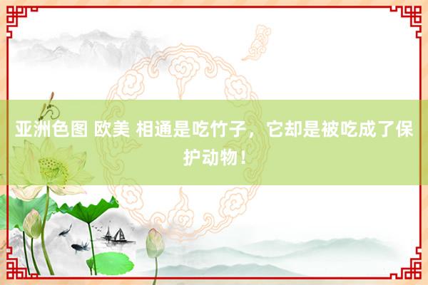 亚洲色图 欧美 相通是吃竹子，它却是被吃成了保护动物！