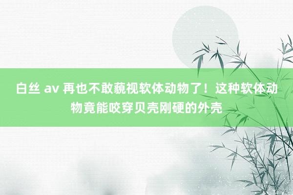 白丝 av 再也不敢藐视软体动物了！这种软体动物竟能咬穿贝壳刚硬的外壳