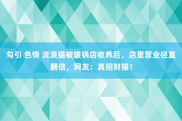 勾引 色情 流浪猫被暖锅店收养后，店里营业径直翻倍，网友：真招财猫！